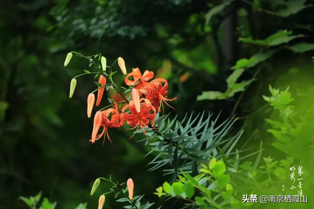 若非群玉山头见打一正确生肖精选解析、解释与落实、综合解答解释落实